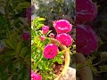 Phool Phool Pe Bani Teri Tasveer Song Whatsappstatus Short Shorts Ytshorts Viral Whatsapp Love