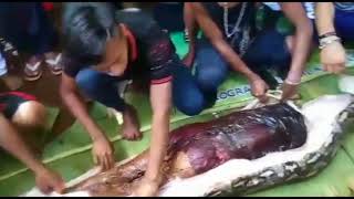 MISSING INDONESIAN WOMANS BODY FOUND IN BELLY OF 23 FOOT GIANT PYTHON