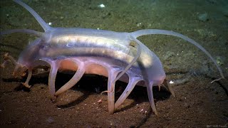 Echinoderm Diversity Part 3: Classes Echinoidea and Holothuroidea (Sea Urchins and Sea Cucumbers)
