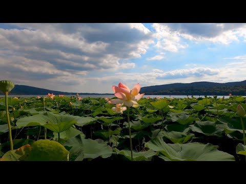 Charle$ X Tangking - Swlailangbai (Acoustic) [Official Visualizer]