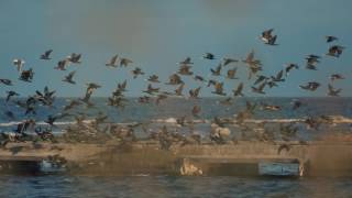 Volvo Cars - Composed by Nature, Amanda Bergman