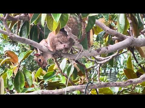 Squirrel's Failed Snack Heist松鼠偷鸟食失败