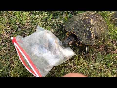 Turtles Are Thieves!