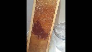 first honey from the secret bee garden