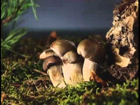 Diez falsos mitos sobre las setas comestibles Diez falsos mitos sobre las setas comestibles