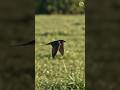 Barn Swallow Flying at Incredible Speed  #shorts #birds