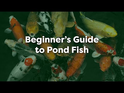 Beginner’s Guide to Pond Fish: Stocking, Feeding, and Health Tips