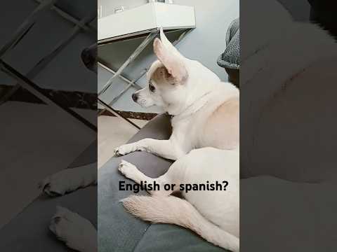 english or spanish? #music #vinyl #song #brawlstars #brawlerlegendario #xd