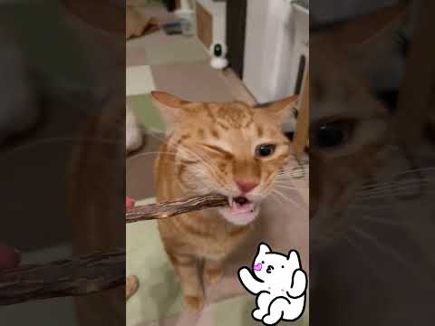 Cat Chew Sticks.... Mmmmm