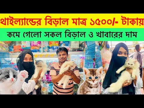 Persian Cat price in Bangladesh | Katabon Animal market in Bangladesh | Nayeem vlogs  🔥 #cat