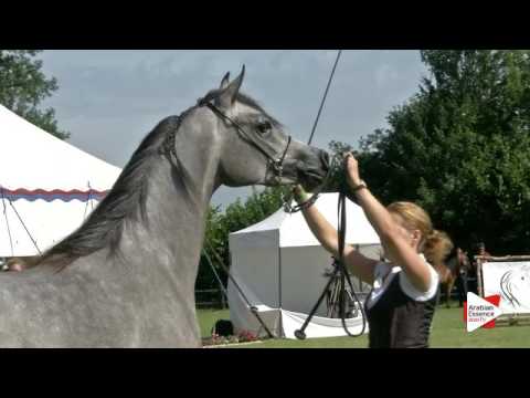 N.92 WW SCARLETT - Ströhen 2016 B-Show - Fillies 2 years old (Class C)