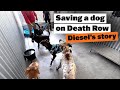 Saving A Dog On Death Row The Story Of Diesel