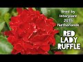 RED LADY RUFFLE ROSE Plant By INTERPLANT 2015 Netherlands バラレッドレディカラフル