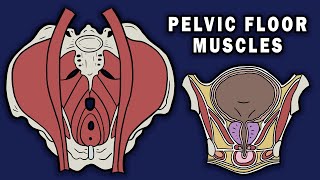 PELVIC FLOOR MUSCLES
