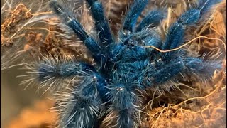巣を張るアンティルピンクトゥー　antilles pink toe tarantula makes his nest