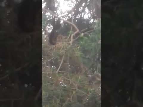 MACACOS NO PARQUE AONDE ESTAVA FAZENDO CAMINHADO🐵🐒🦍