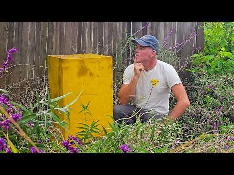 We Opened a Hive That’s Been Sealed for 20 Years