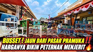 Download lagu PETERNAK MURAI BATU KELAS JAWARA MENJERIT! LIHAT HARGA JUAL DI KIOS DALAM PERUMAHAN INI mp3