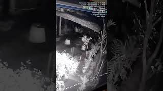 Download lagu penampakan kuntilanak di cctv mp3