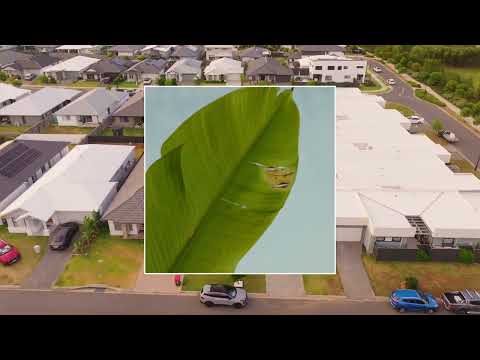 Video for 17 Cordelia Street, Burpengary East  QLD  4505