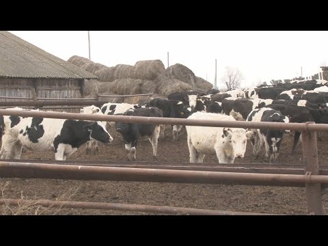 Глава района посетил сельхозпредприятия