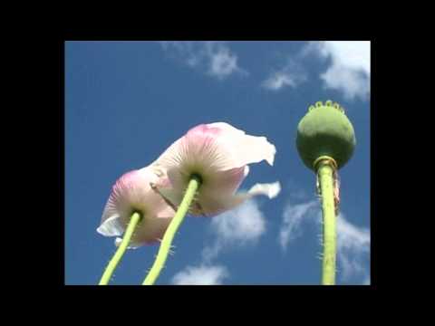 Jonas Knutsson  Flower in the Sky