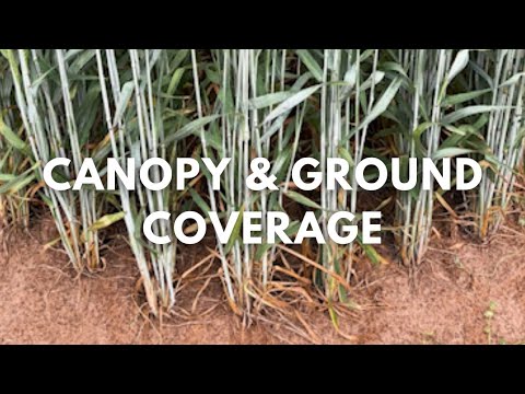 Hybrid Triticale vs Conventional: A Look at Canopy Coverage and Ground Protection