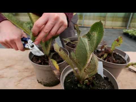 Meconopsis poppies - cutting back after flowering June