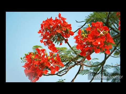 CUNG BUỒN THÁNG HẠ