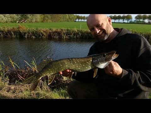 Matze Koch: Mit frischen Rotaugen auf Hecht