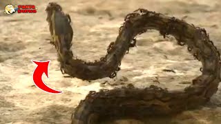 Download lagu Niatnya Memangsa Malah Di Mangsa!! Inilah Hewan Pemangsa Yang Malah Dimangsa Hewan Yang Lebih Kecil mp3