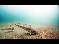 Рыбалка на Океанской. Подводная съемка. Владивосток 07 марта 2015 