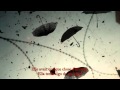 Yann Tiersen et Natacha Regnier - Le Parapluie ...