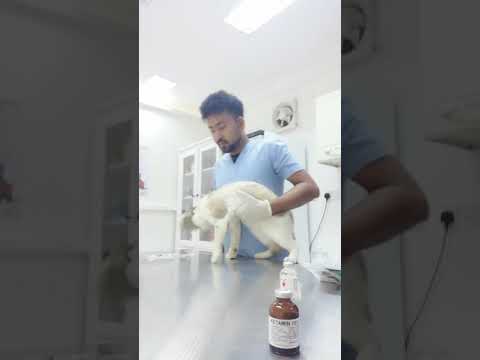How to make Anesthesia Sedation Cat?