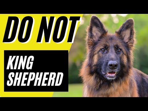 YouTube video about What You Need to Know About the Health of Your King Shepherd