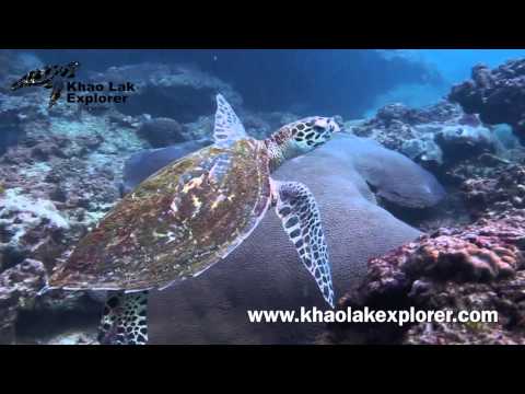 Khao Lak Explorer Diving Center: Similan Islands Liveaboard & Day Trips Richelieu Rock video