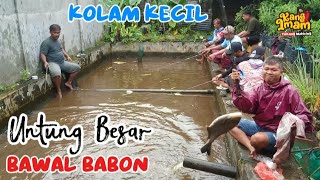 Download lagu 272 : awalnya ragu karena kolamnya kecil‼️ternyata semua untung besar karena banyak bawal babonnya mp3