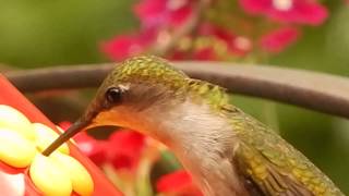 Hummingbirds at Sandy's house 10
