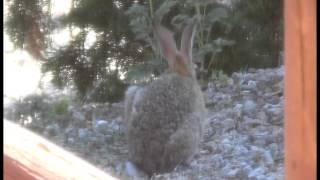 Rabbit Season