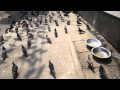 Walking Through Pigeons In Yangon 2015