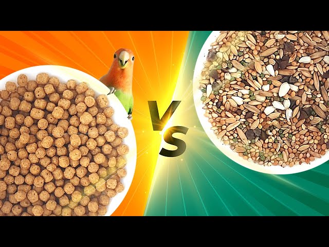 Vídeo relacionado con AreaAnimal - Alimento para Aves Psitácidas 600G, Comida Agapornis, Comida Periquitos, Ninfas, Loros... con Ingredientes Naturales, Alimento para Pajaros Psitácidas Extrusionado Completo y Equilibrado