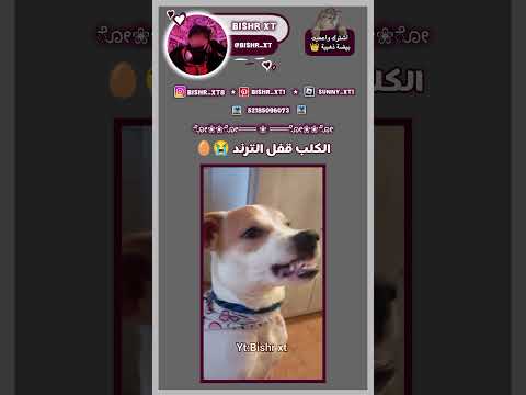 ف/اكتب عطلتي وخلي الكيبورد يكمل 🥚#blackpink #اكسبلور #ترند #فلسطين #fypシ #جيش_البيض #shorts