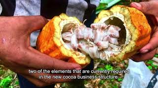 Grantee Project | Cacao Innovation Rural Youth Lab: Instilling global values through shared agricultural activities.