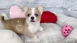 ハーフ犬の動画02