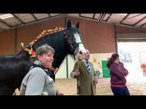 National Shire Horse Show 2025