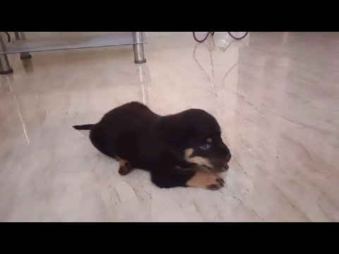 Rottweiler puppy cute video | Dog lovers | cute puppy videos| viral video