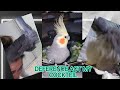 THE DEFERENCE ACT MY COCKATIEL (AKOH) #stressrelief #video #nature  #viral #parrot #trending #vlog