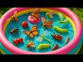 Kids Learn Fifty Bugs Homes With Toys Real Insects Bugs Home Names Learn Preschool