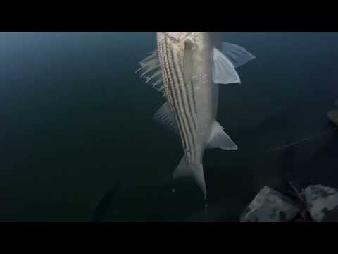 LOJLEEB nuv ntses stripper 4/9/2023