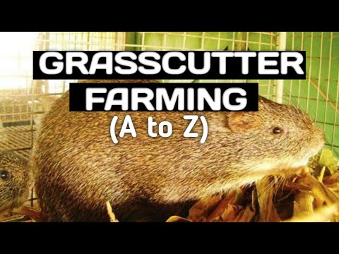 , title : 'How to Start a Grasscutter Farm in Nigeria'